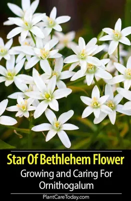 A Picture of the Star of Bethlehem Flower in Full Glory