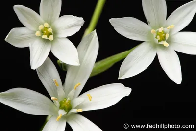 A Captivating Picture of the Star of Bethlehem Flower