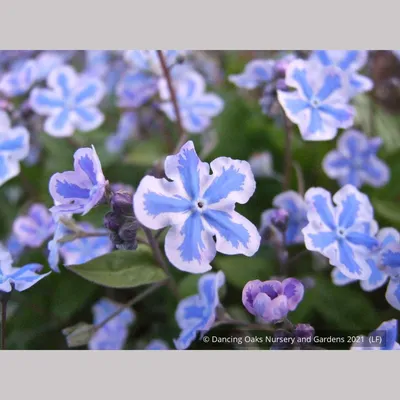 Mesmerizing Flowers with Starry Eyes