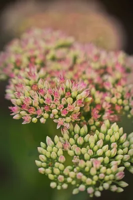 A Captivating Stonecrop: A Beautiful Image of This Fascinating Flower