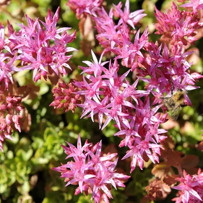 The Enchanting Stonecrop: A Flower That Will Steal Your Heart