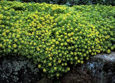 The Alluring Stonecrop: A Flower That Will Leave You Wanting More