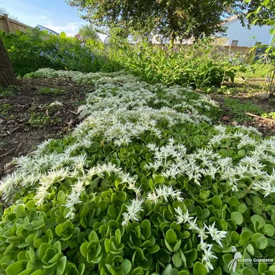 The Radiant Stonecrop: A Flower That Will Shine Bright in Your Garden
