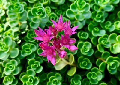The Exquisite Stonecrop: A Flower That Will Leave You in Awe of Its Beauty