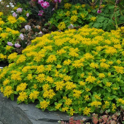 A Majestic Stonecrop: An Image of This Regal Flower That Will Command Your Attention