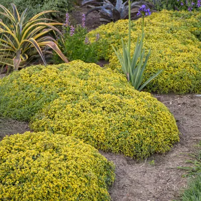 The Mesmerizing Stonecrop: A Flower That Will Leave You in a Trance