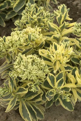 A Captivating Stonecrop: A Picture of This Enthralling Flower That Will Amaze You