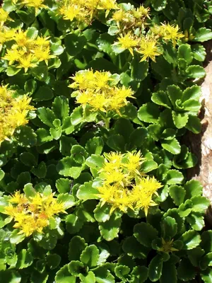 The Radiant Stonecrop: A Flower That Will Brighten Up Your Day