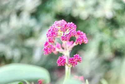 A Lively Stonecrop: An Image of This Energetic Flower That Will Add Life to Your Garden