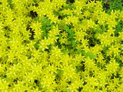 The Perfect Stonecrop: A Flower That Will Complete Your Garden