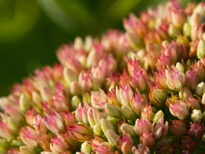 Stunning Stonecrop: A Close-Up Look at This Beautiful Flower