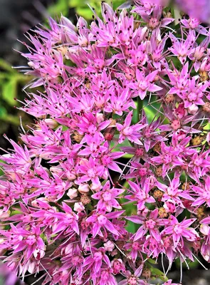 Stonecrop: A Gorgeous Flower That Will Brighten Up Your Day 