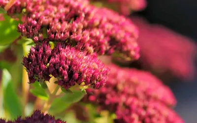 The Charming Stonecrop: A Flower That Will Steal Your Heart 