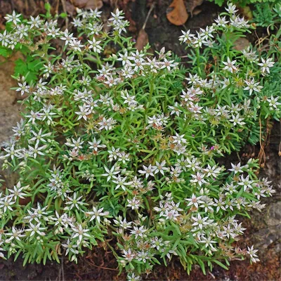 A Picture of Stonecrop: A Stunning Example of Nature's Beauty 