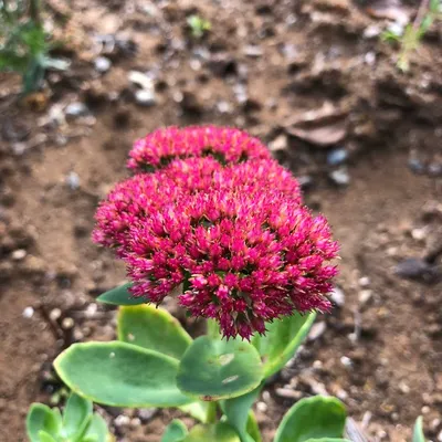 Stonecrop: The Perfect Flower for Your Garden 