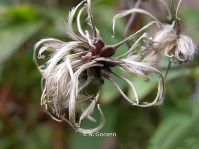 Flower Power: Gorgeous Sugarbowl Clematis