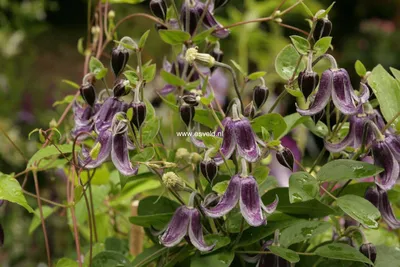 An Enchanting Picture of Sugarbowl Clematis in the Garden