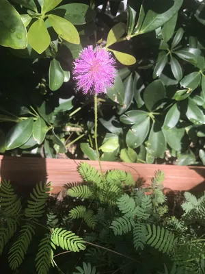 Sunshine Mimosa: A Picture-Perfect Flower for Your Garden