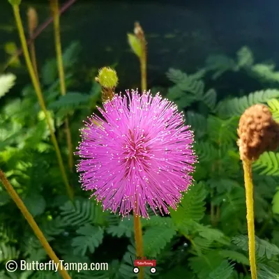 Brighten Up Your Day with Sunshine Mimosa Flowers