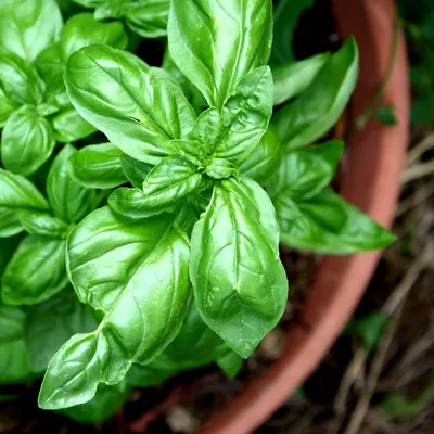 Sweet Basil Houseplant: A Perfect Addition to Your Home Garden