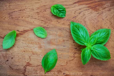 Freshen Up Your Home with Sweet Basil Houseplant