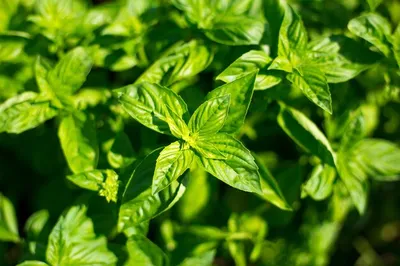 Get a Whiff of Sweet Basil Houseplant in Your Home