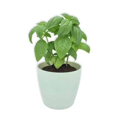 Sweet Basil Houseplant: A Tasty Addition to Your Home Decor