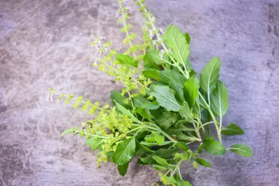 Sweet Basil Houseplant: Aromatic and Easy to Grow