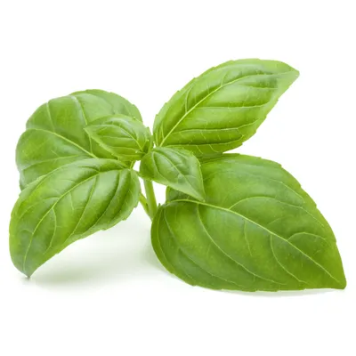 Add a Pop of Green with Sweet Basil Houseplant