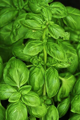 Aromatic Sweet Basil Houseplant to Add Flavor to Your Home