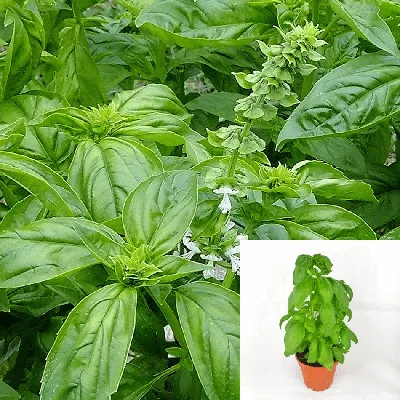Sweet Basil Houseplant: A Natural Air Purifier for Your Home