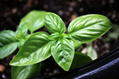 Sweet Basil Houseplant: The Perfect Gift for Any Occasion