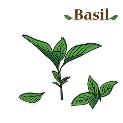 Sweet Basil Houseplant: A Must-Have for Any Plant Lover