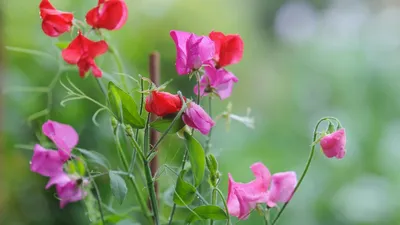 The Sweet Pea: A Symbol of Graciousness and Delicacy