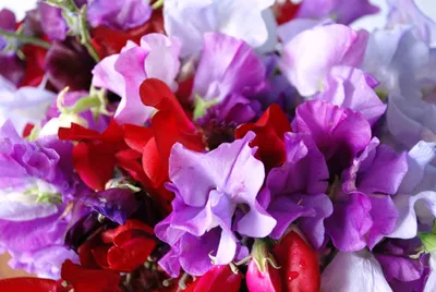 The Beauty of Sweet Pea: An Image to Behold