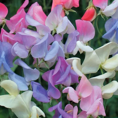 Sweet Pea: A Floral Masterpiece that Captures the Heart