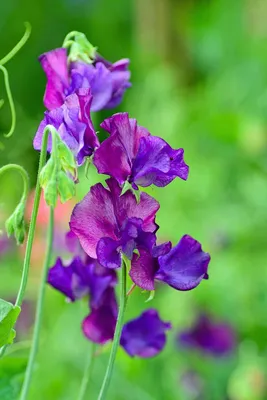 The Sweet Pea: A Picture-Perfect Flower for Any Occasion