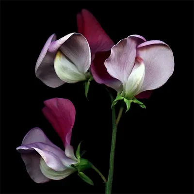 Sweet Pea: A Flower that Embodies Grace and Elegance