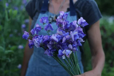 The Enchanting Sweet Pea: A Floral Wonder to Marvel At