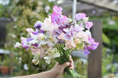 Sweet Pea: A Flower that Brings Joy and Happiness