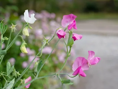 A Gorgeous Image of Sweet Pea that Captivates the Eye