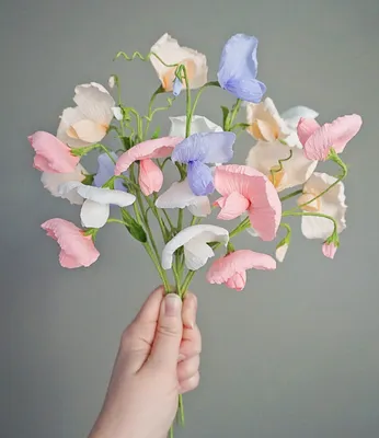 Sweet Pea: A Blossom that Reflects Beauty and Grace