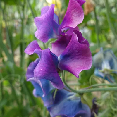 The Graceful Sweet Pea: A Flower Worth Admiring