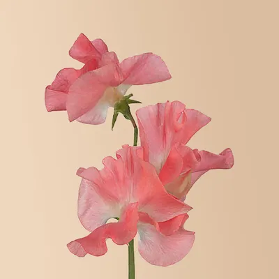 Sweet Pea: A Flower that Radiates Love and Warmth