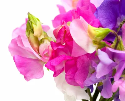 Floral Beauty: Sweet Pea in Full Bloom