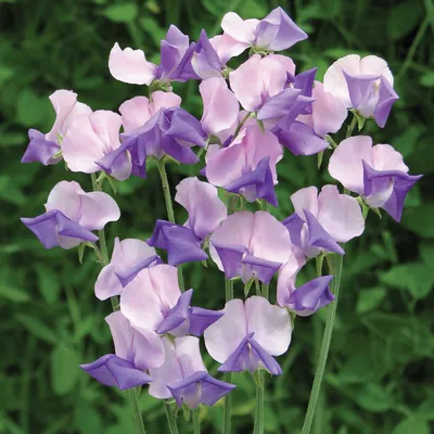 A Lovely Image of Sweet Pea Petals