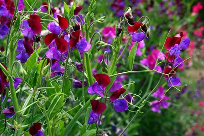 Sweet Pea Flowers: A Captivating Image
