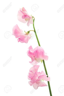 A Mesmerizing Picture of Sweet Pea Flowers