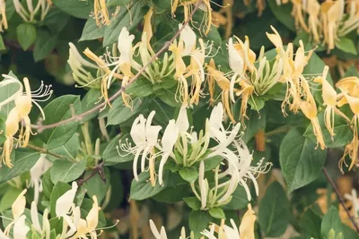 Aromatic Sweetest Honeysuckle: A Flower Lover's Delight