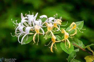 Sweetest Honeysuckle: The Ultimate Floral Beauty